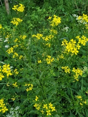 Bunias orientalis