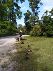 Alopochen aegyptiaca