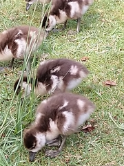 Alopochen aegyptiaca