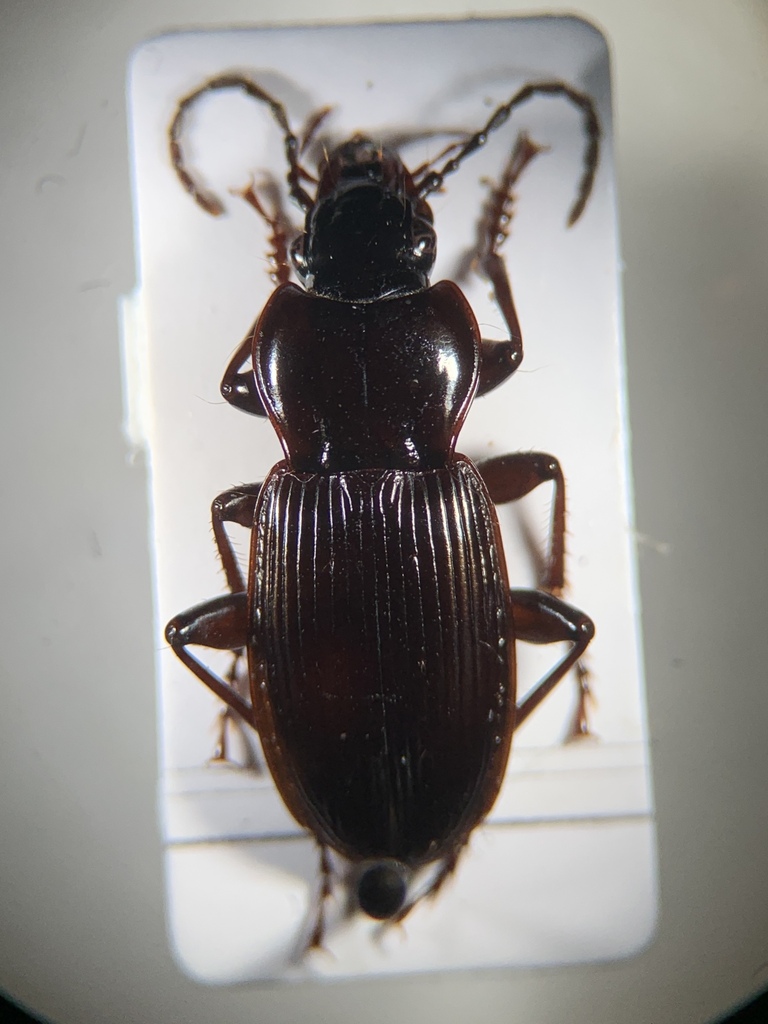 Pterostichus micans