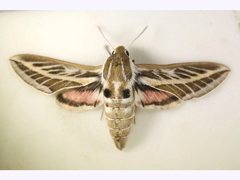 Hyles livornicoides