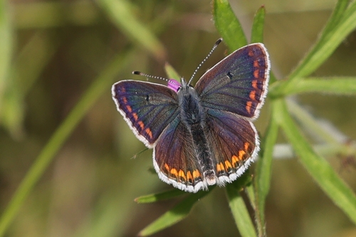Photo of Brown Argus (Aricia agestis)