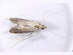 Euclasta gigantalis