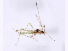 Gampsocoris pacificus