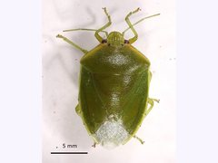 Glaucias amyoti