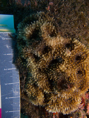 Acanthastrea echinata