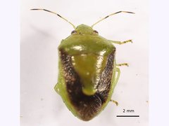 Plautia affinis