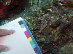 Acanthastrea echinata