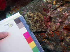 Acanthastrea echinata