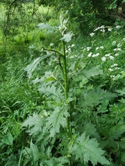 Carduus crispus