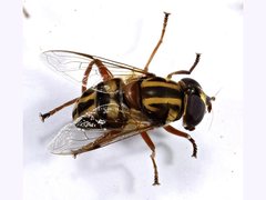 Austalis conjuncta