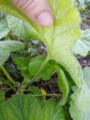 Pelargonium vitifolium