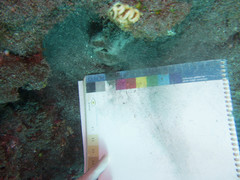 Lobactis scutaria