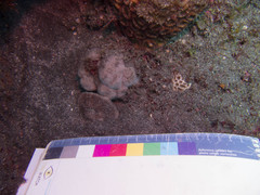 Lobactis scutaria