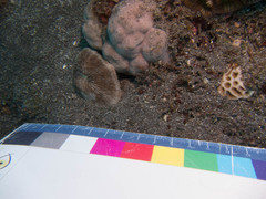 Lobactis scutaria