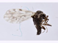 Culicoides