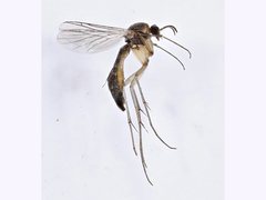 Macrocera