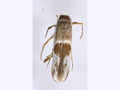 Stathmopoda megathyma