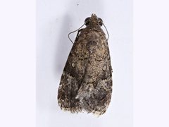 Paromphale caeca