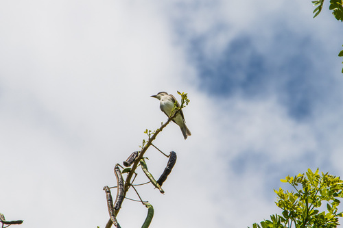 Gray Kingbird