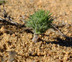 Eriospermum paradoxum