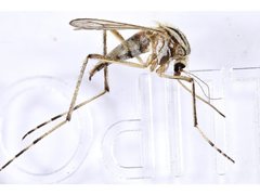 Aedes vittiger
