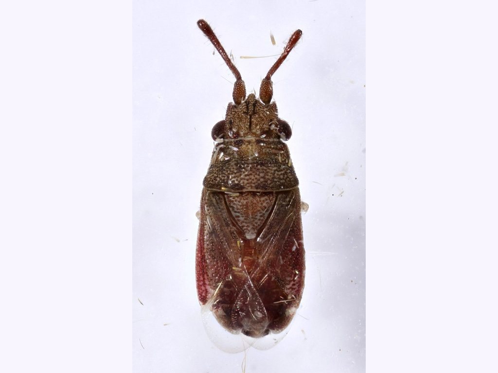 Meschia woodwardi