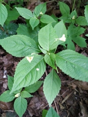 Impatiens parviflora