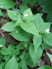 Impatiens parviflora