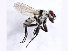 Anthomyia pluvialis