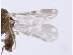 Culicoides