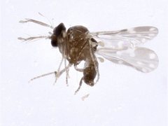 Culicoides
