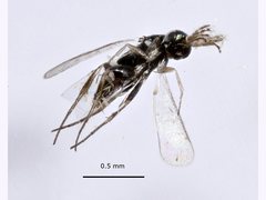 Elasmus
