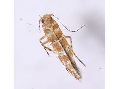 Pyroderces