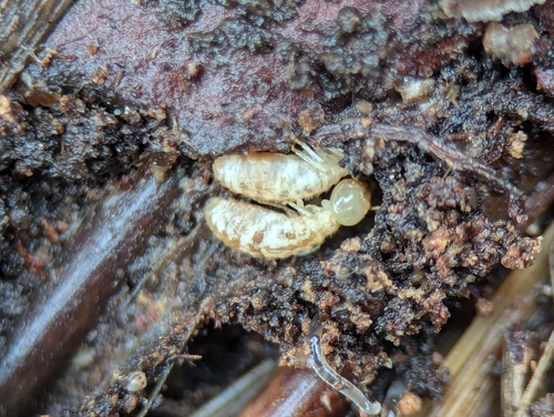 Mediterranean Termite