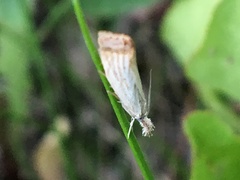 Agriphila plumbifimbriellus