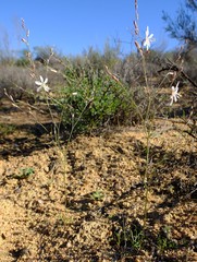 Trachyandra flexifolia