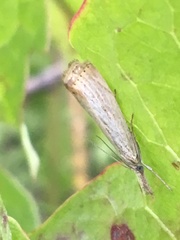Agriphila plumbifimbriellus
