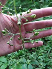Scrophularia nodosa