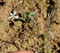 Trachyandra flexifolia