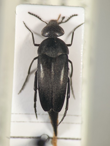 Mordella viridescens