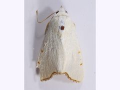 Xanthodes amata