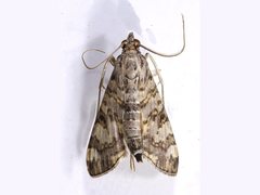 Dysallacta negatalis