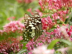 Papilio demoleus