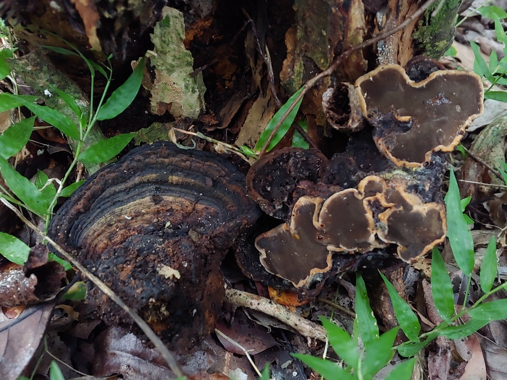 Inonotus parvisetus