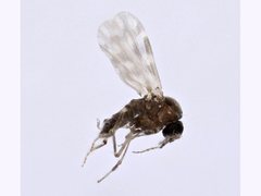 Culicoides
