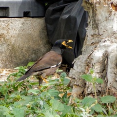 Acridotheres tristis