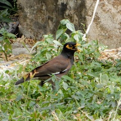 Acridotheres tristis
