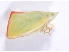 Colgar rufostigmatum