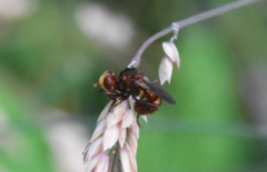 Sicus ferrugineus